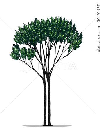 Tree vector by hand drawing.Yew tree on white back Tree vector by hand drawing.Yew tree on white back 30491977