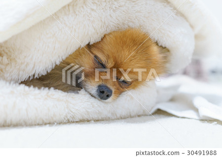 [Small dog] Cute pomeranian who sleeps comfortably 30491988