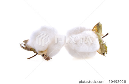 cotton flower on white background 30492026