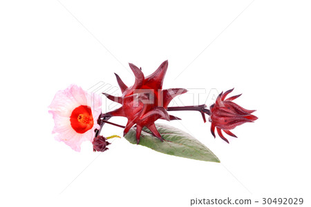 Hibiscus sabdariffa or roselle flower 30492029