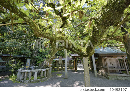Munakata Taisha Shrine Kamiki Narana Tree 30492197