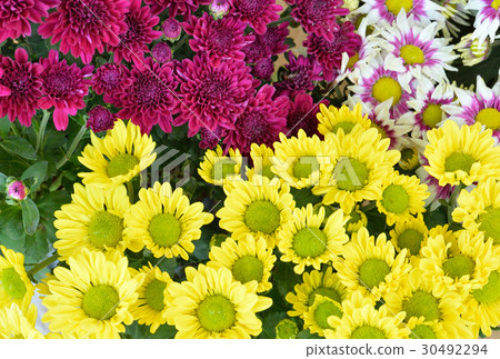 chrysanthemum flowers background. chrysanthemum flowers background. 30492294