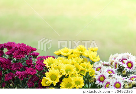 chrysanthemum flowers  background. 30492386