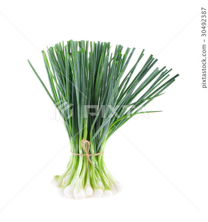 onions plant on white background onions plant on white background 30492387
