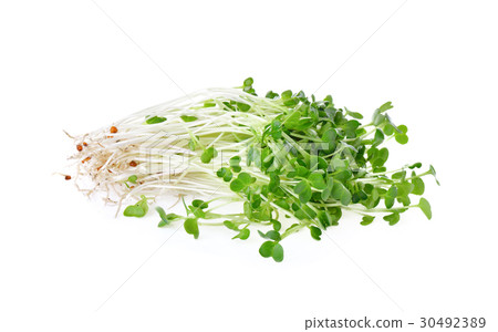 Sunflower sprouts  on white background 30492389