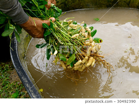 clean groundnut in water 30492390