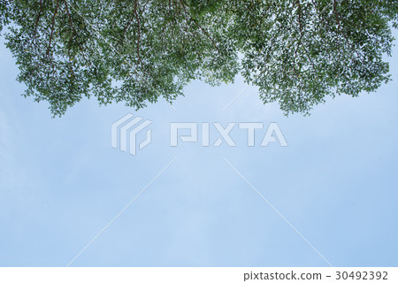 leaves against the blue sky.Space on the middle fo leaves against the blue sky.Space on the middle fo 30492392