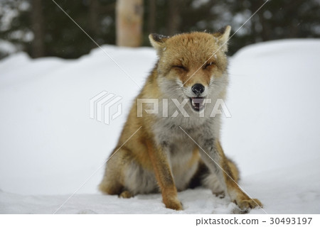 Fox和Snowyama·Manza Plateau（群馬縣） 30493197