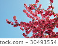 Plum Flowers and Blue Sky 30493554