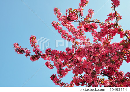 Plum Flowers and Blue Sky 30493554
