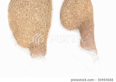 Baya weaver bird nest on white background 30493688