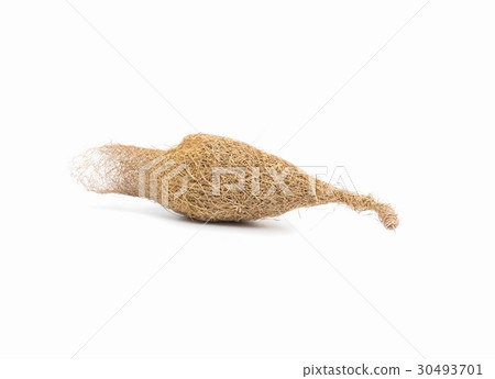 Baya weaver bird nest on white background Baya weaver bird nest on white background 30493701