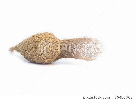 bird nest Baya weaver on white background bird nest Baya weaver on white background 30493702
