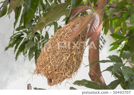 Skylark Nests, weaverbird Nest made of hay 30493707