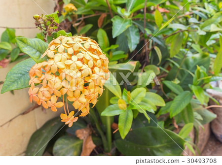 Orange Flower spike in a garden 30493708