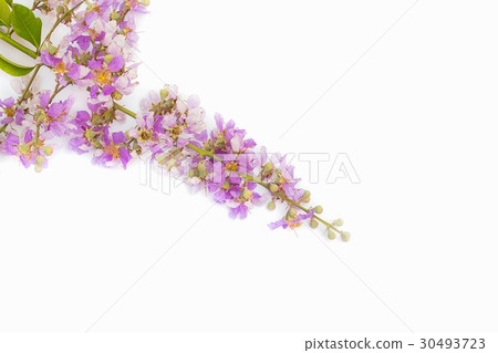 Lagerstroemia floribunda on white background 30493723