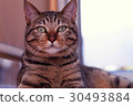 Cat  30493884