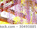 Wisteria trellis 30493885