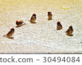 Sparrow 30494084