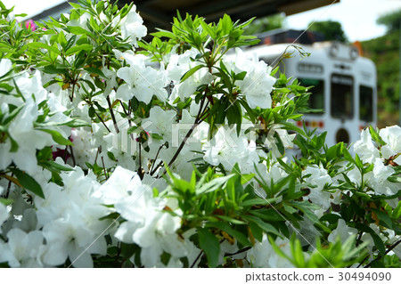 五月白花和多摩火車 30494090