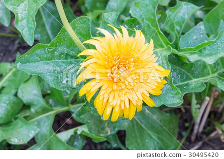 beautiful flower Gerbera.  Barberton daisy 30495420