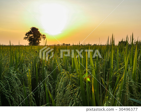 rice fields in sunset 30496377