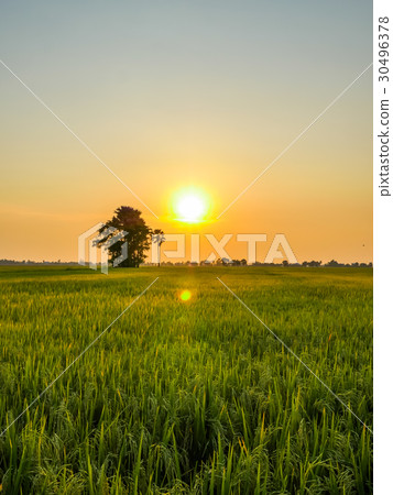 rice fields in sunset 30496378