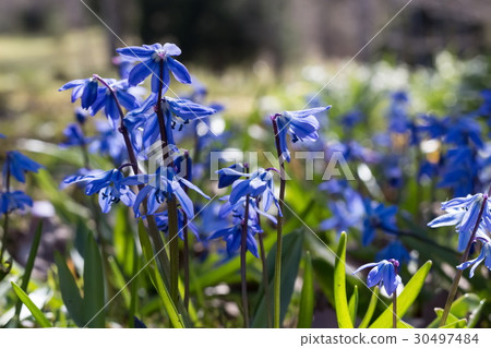 Blue snowdrops, scilla siberica 30497484