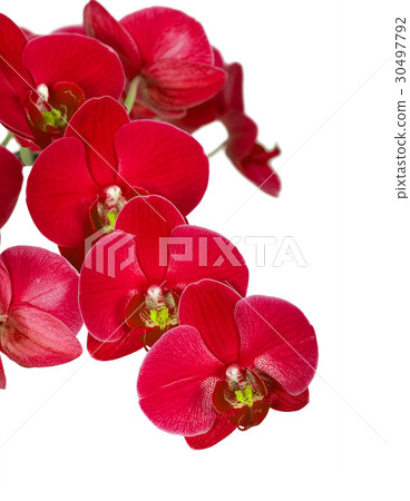 Violet orchid 30497792