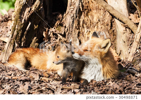 Parent and child of Kita fox Parent and child of Kita fox 30498871
