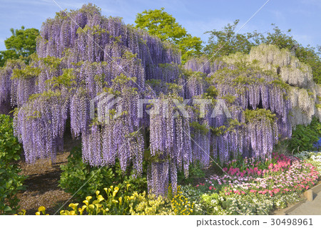 Spring ashika Flower Park 30498961