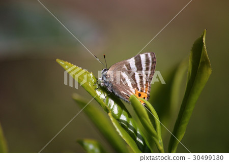 RAPALA磯 RAPALA磯 30499180