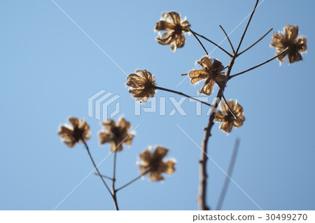 芙蓉萎縮 30499270