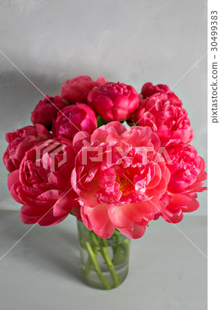 Bouquet of fresh coral peony flowers in glass vase Bouquet of fresh coral peony flowers in glass vase 30499383