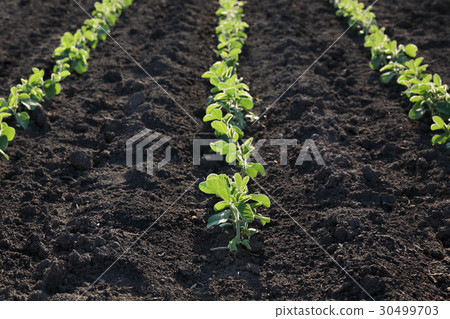 Soybean plant in field in spring Soybean plant in field in spring 30499703