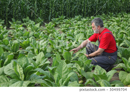 Farmer or agronomist inspect tobacco field Farmer or agronomist inspect tobacco field 30499704