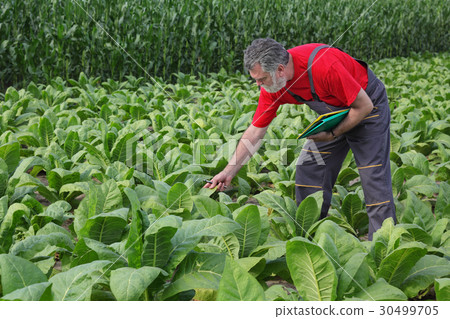 Farmer or agronomist inspect tobacco field Farmer or agronomist inspect tobacco field 30499705