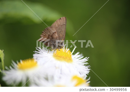 黴菌被幼蟲的花朵吸收 30499956