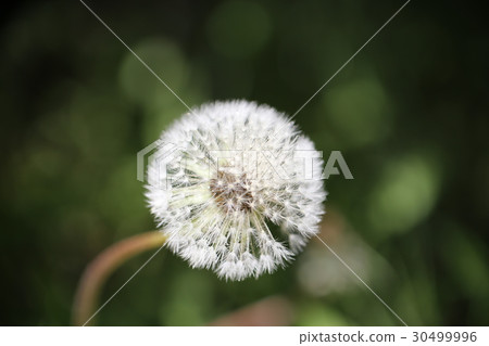 Dandelion Dandelion 30499996