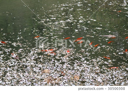 Cherry blossom petal flower raft and Nishikigoi Cherry blossom petal flower raft and Nishikigoi 30500308