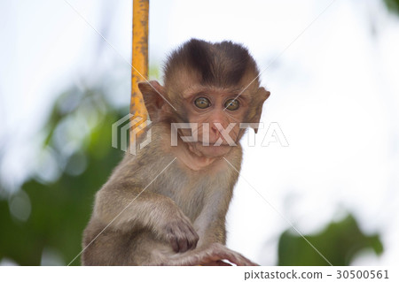 Cute monkey Cute monkey 30500561