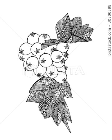 Hawthorn Berries Drawing Stock Illustration 30500599 Pixta Vintage forest cherry strawberry blackberry cranberry sketch drawing. pixta