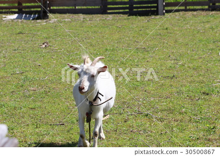 Goat  30500867