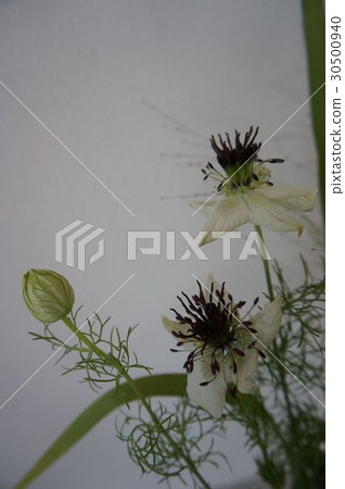 黑種草 黑種草 30500940