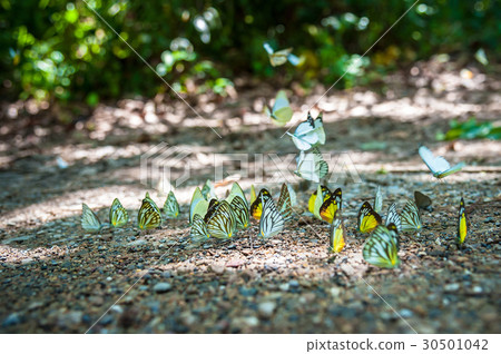 Group of butterflies puddling on the ground 30501042