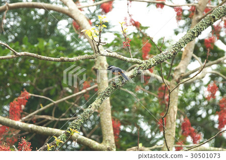 白耳畫眉 白耳畫眉 30501073