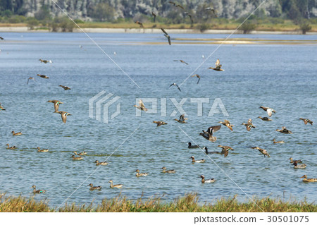 Wild duck Wild duck 30501075