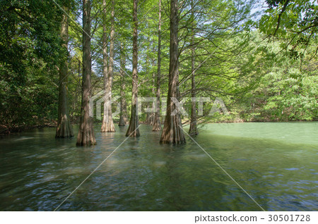 大森松沼澤 大森松沼澤 30501728