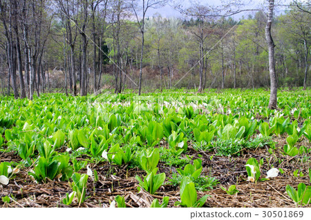 蠑螈池塘盛開水basho 30501869