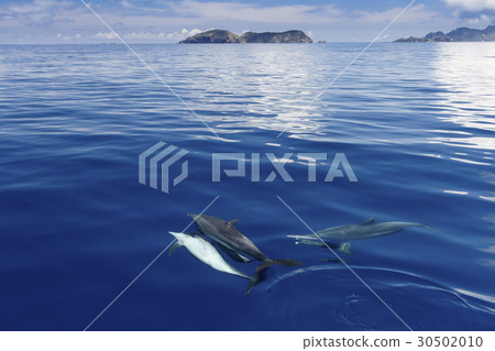 A swarm of Minami handworm dolphins swimming in the sea of calm A swarm of Minami handworm dolphins swimming in the sea of calm 30502010